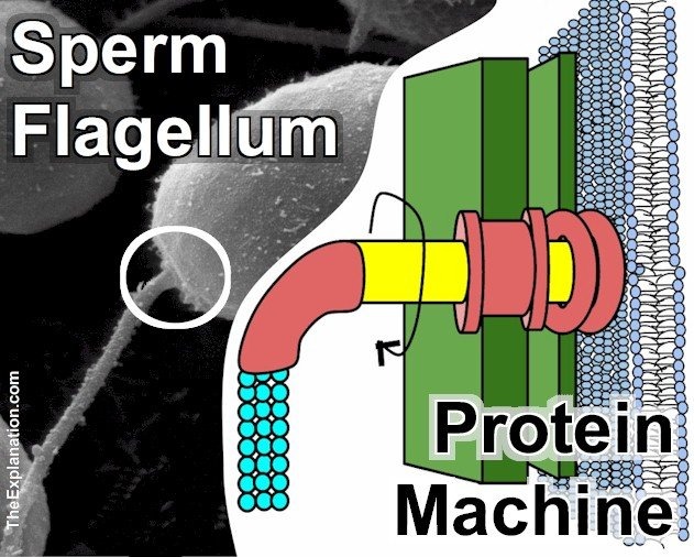 sperm-flagellum-protein-machine.jpg