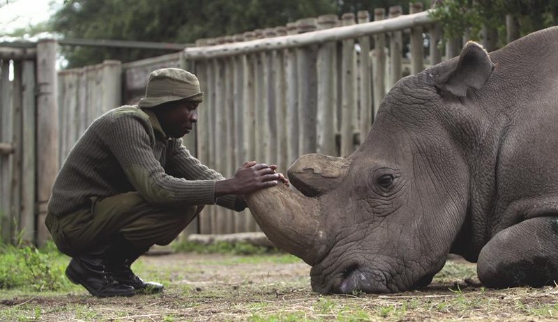 Image result for James Mwenda and Northern White Rhino