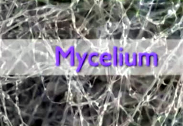 mycelium10.jpg