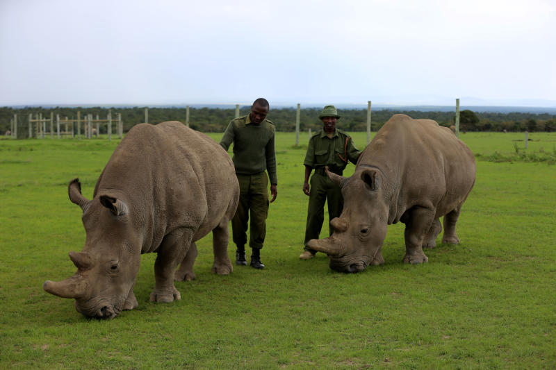 Image result for James Mwenda and Northern White Rhino