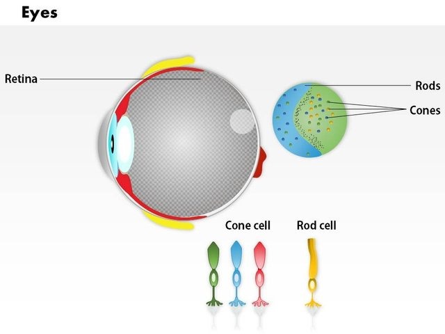 0914_schematic_structure_of_the_retina_rod_cells_and_cone_cells_medical_images_for_powerpoint_Slide01.jpg