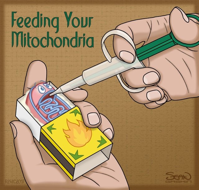 Mitochondria-cartoon-19462.jpg