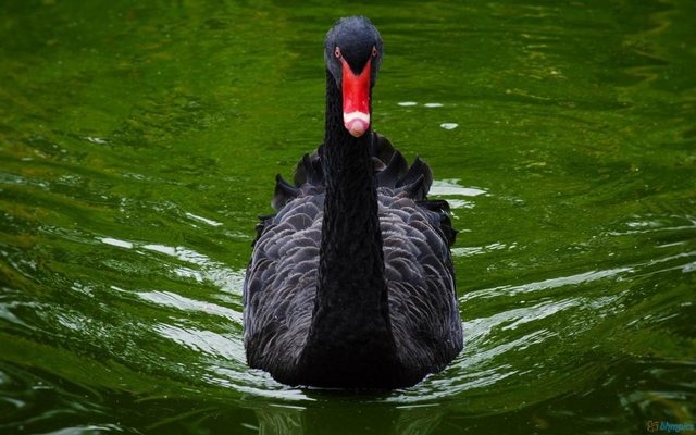 lovely-black-swan.jpg