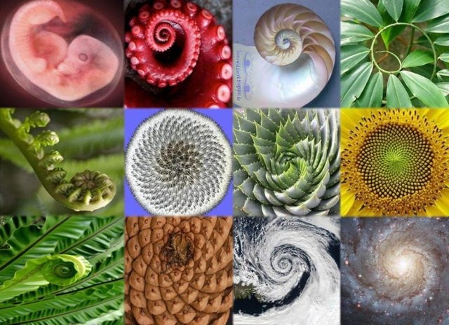 fibonacci-spirals-in_nature-e1511465359741-1024x742.jpg